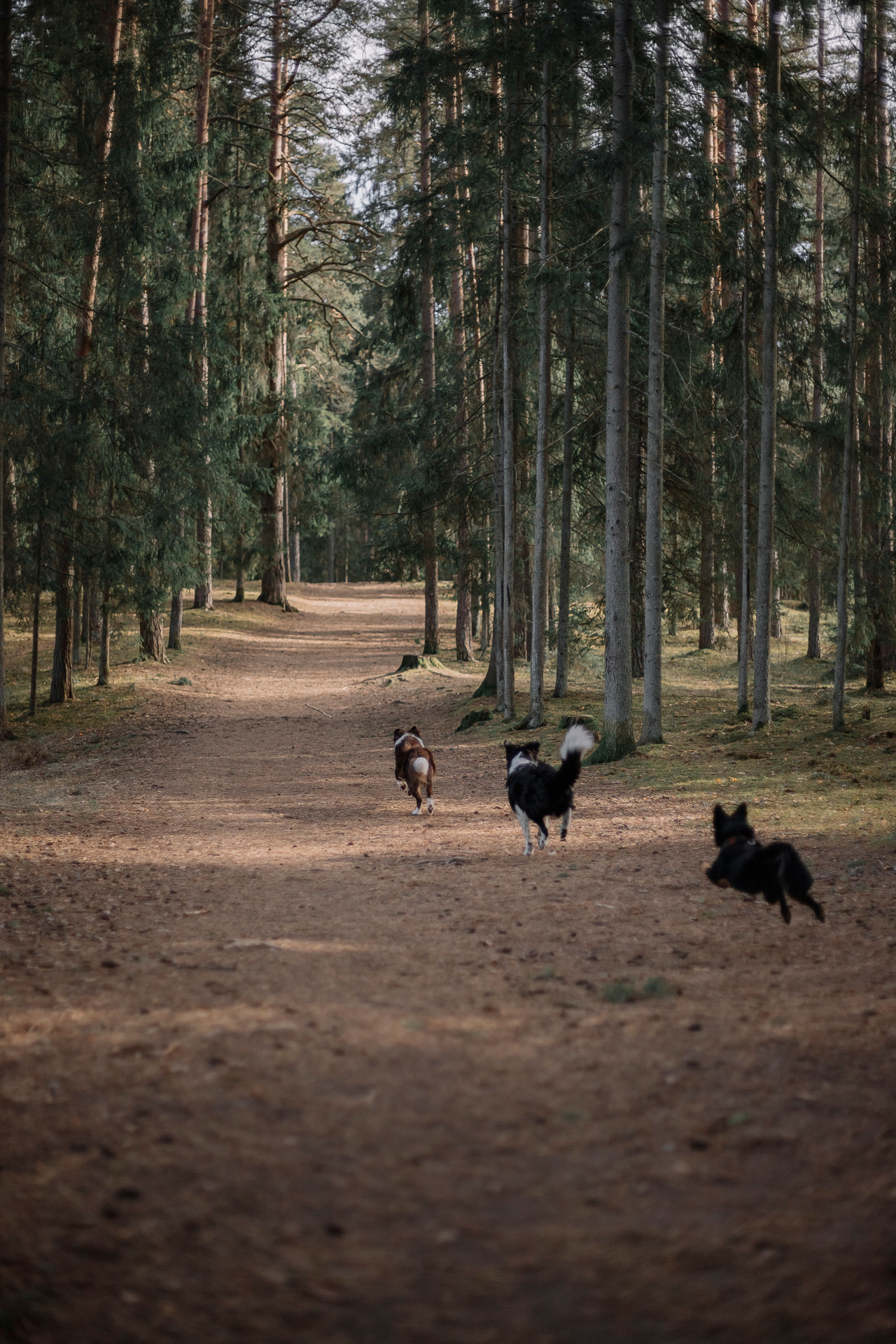 Pack of dogs playing