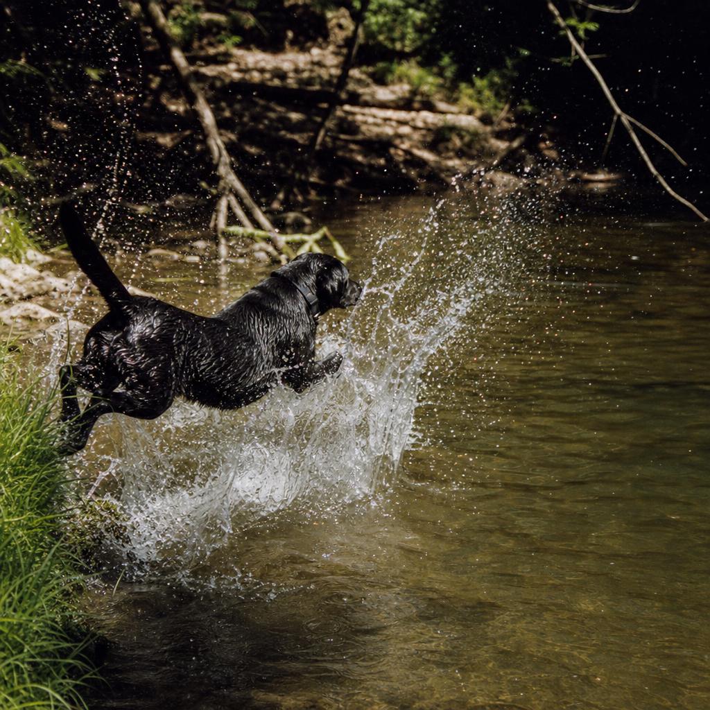 Dog splashing in a creek